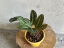 Maranta plant