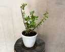Jade Plant