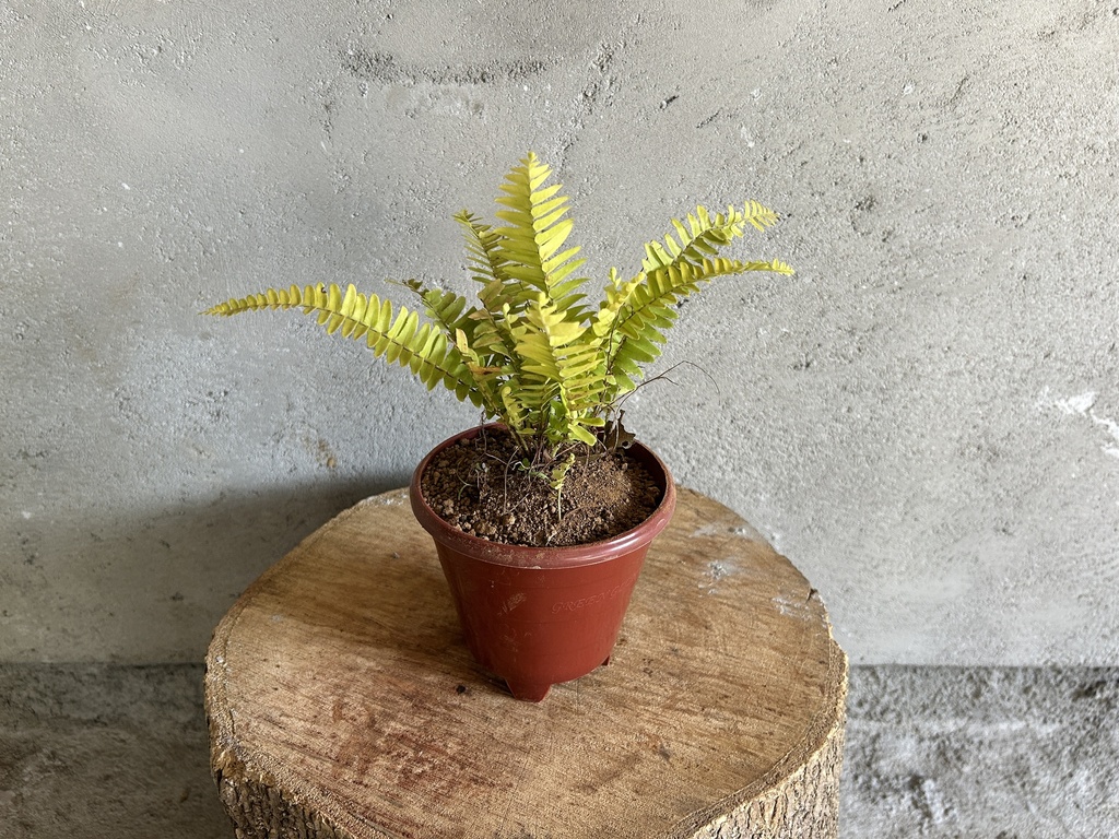 Golden Fern Plant
