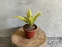 Golden Fern Plant