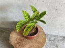 Calathea Zebrina Plant