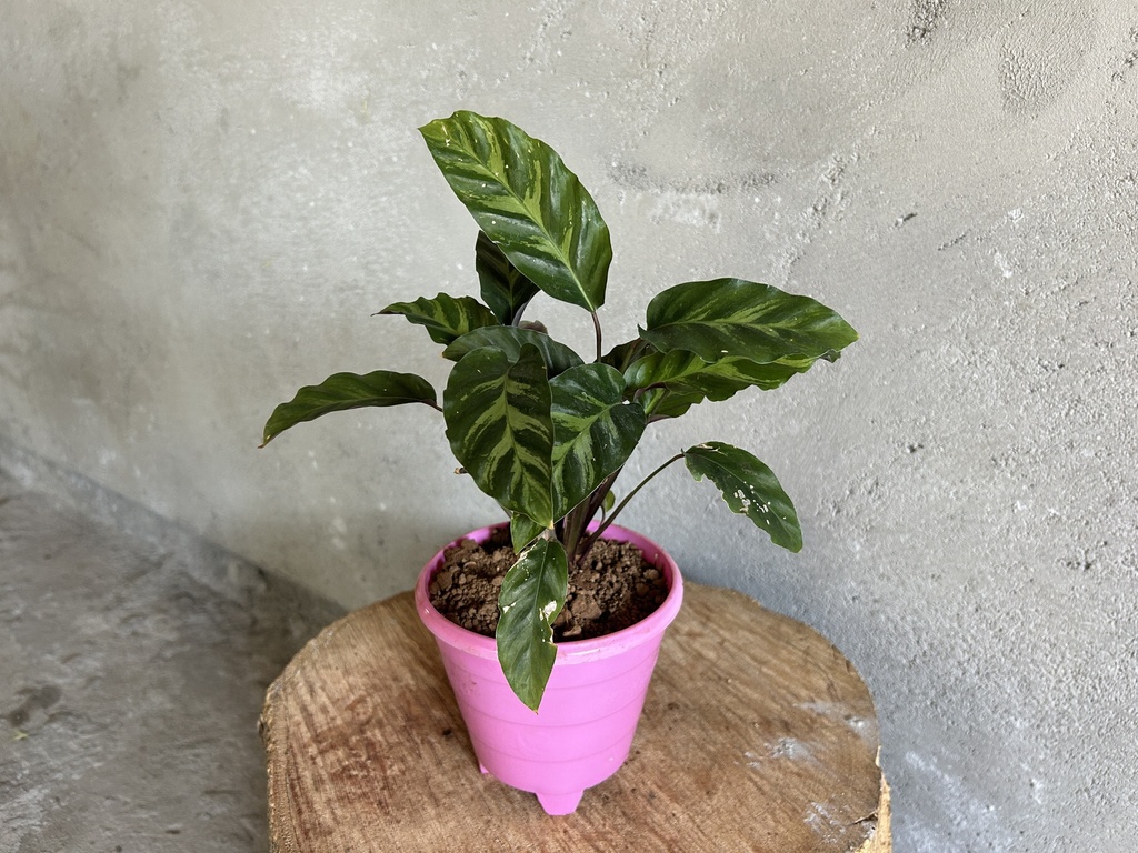 Calathea Louisae Plant