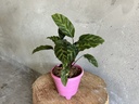 Calathea Louisae Plant