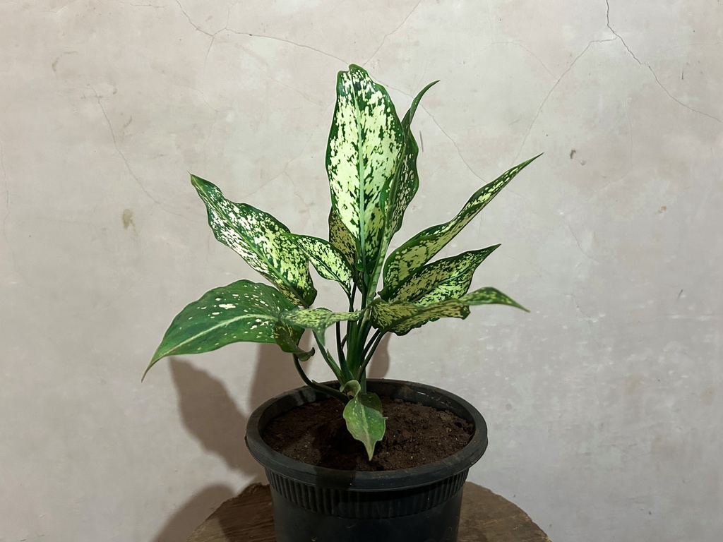 Aglaonema Snow White Plant