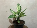 Aglaonema Snow White Plant