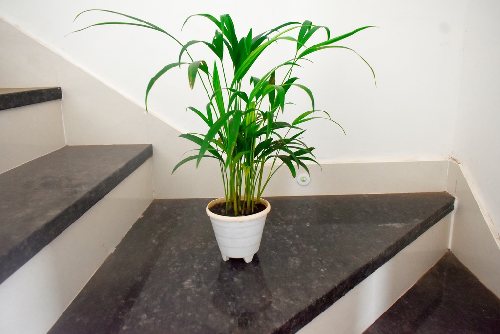 Areca Palm Plant