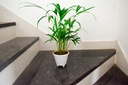 Areca Palm Plant