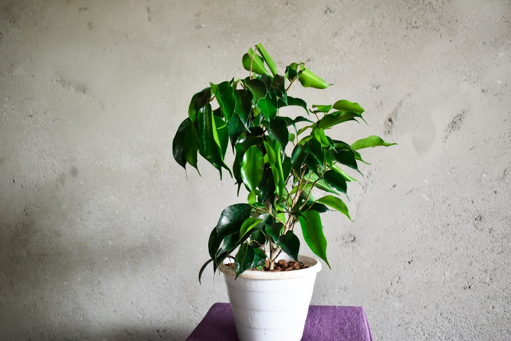 Black Ficus Plant