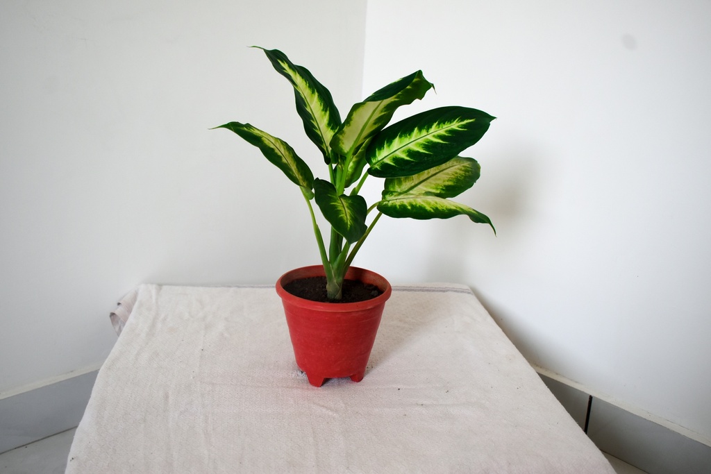 Dieffenbachia Camille Plant