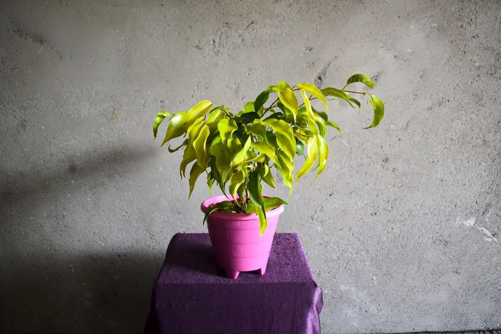 Golden Ficus Plant