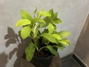 Golden Goddess Philodendron Plant