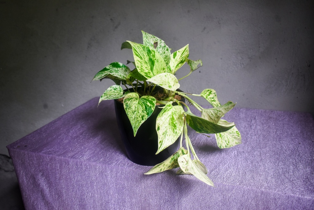 Marble Queen Money Plant