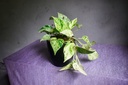 Marble Queen Money Plant