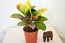 Petra Croton Plant