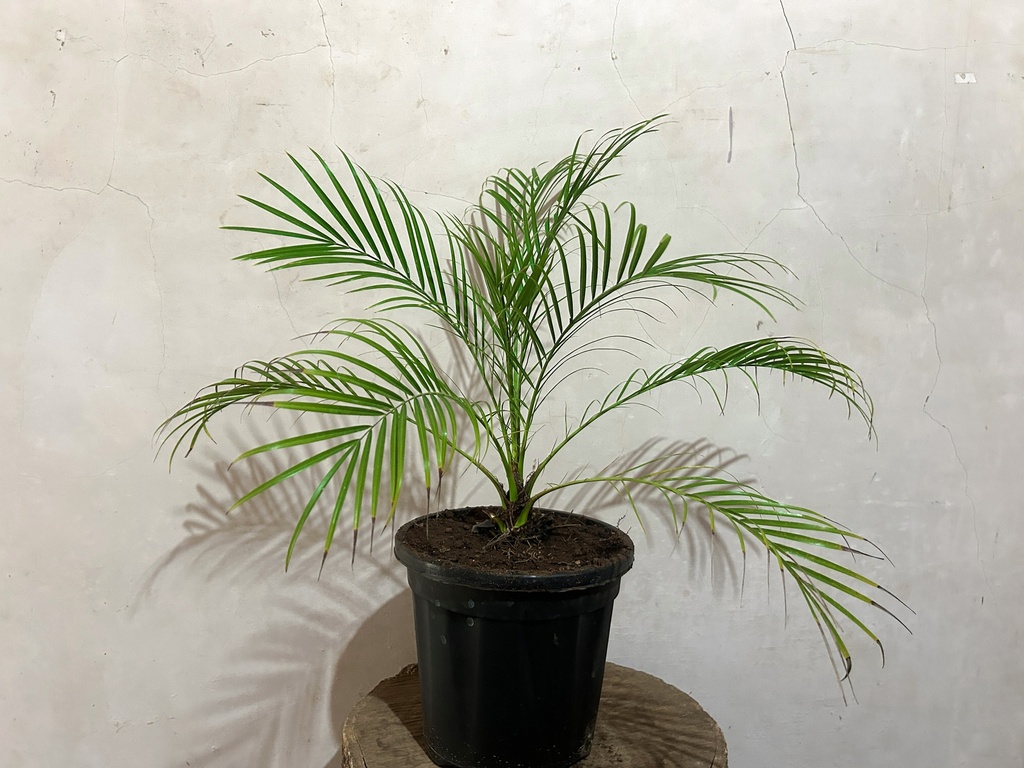 Phoenix Palm Plant