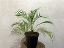 Phoenix Palm Plant