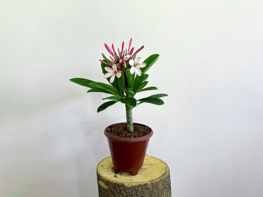 Plumeria Obtusa 'Singapore Dwarf Pink' Plant