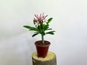 Plumeria Obtusa 'Singapore Dwarf Pink' Plant