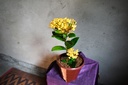Singapuri Ixora (Yellow) Plant