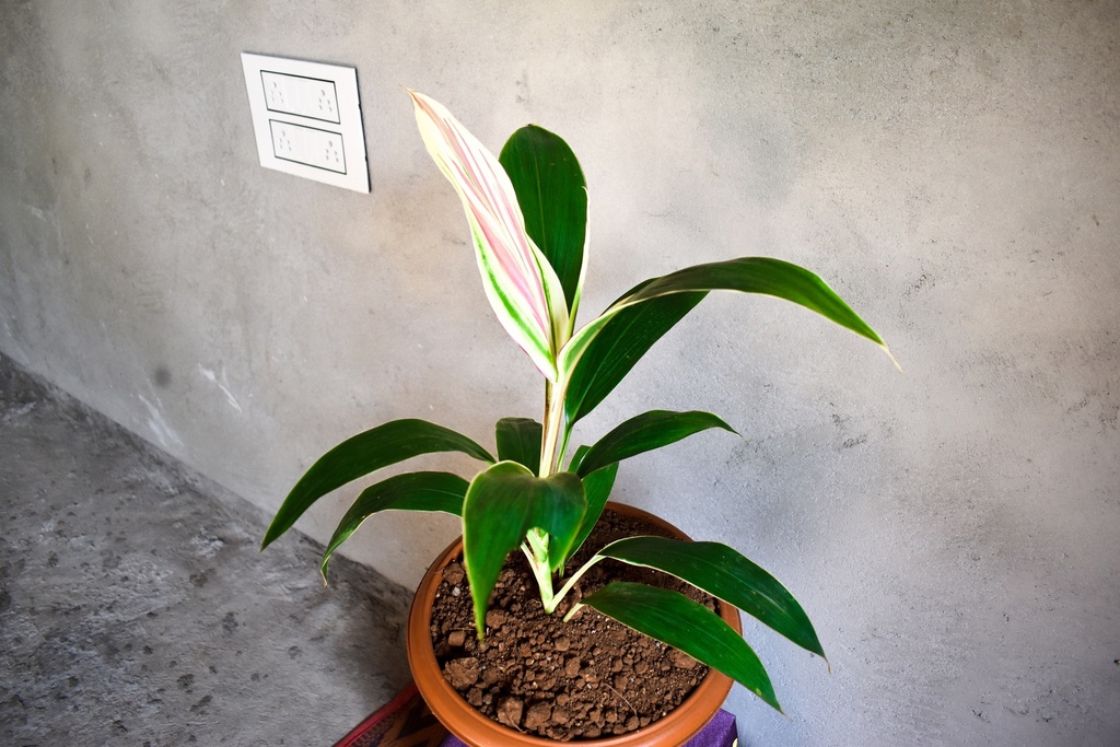 Dracaena Mahatma Variegated Plant