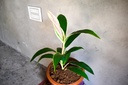 Dracaena Mahatma Variegated Plant