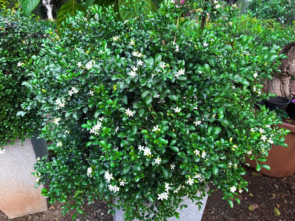 Madhu Kamini Plant