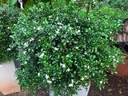 Madhu Kamini Plant