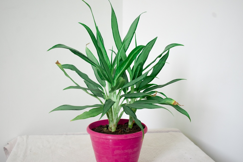 Aglaonema 'White Lance' Plant