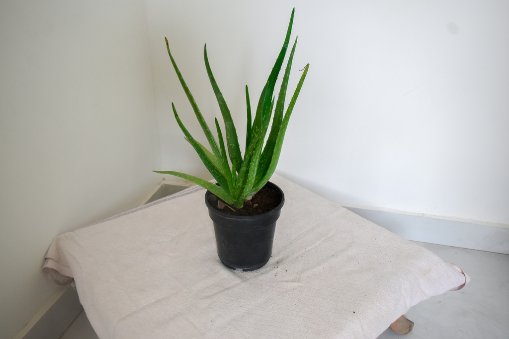 Aloe Vera Plant