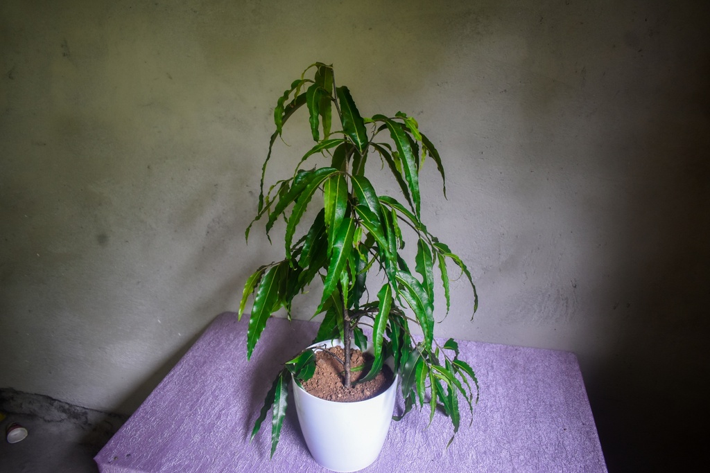 Ashoka Tree, Pandula Ashok Plant