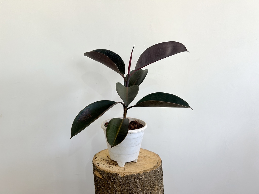 Rubber Plant