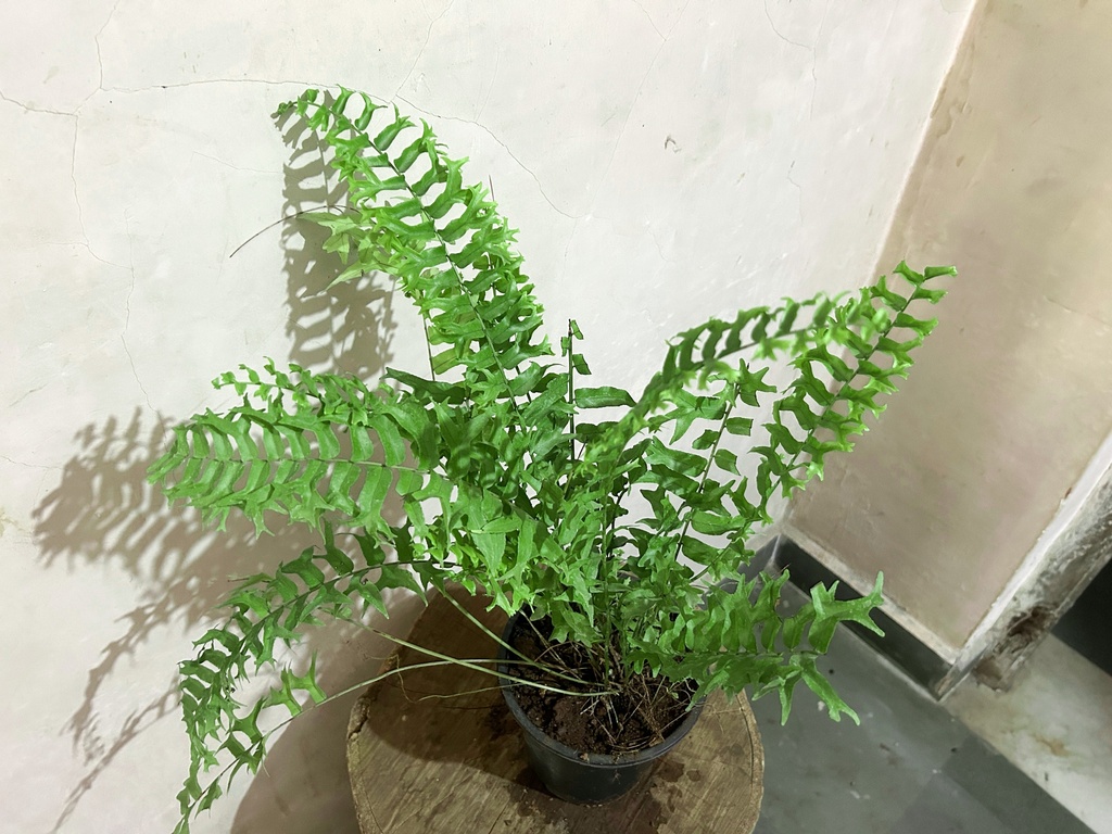Fish-Tail Fern Plant