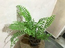 Fish-Tail Fern Plant
