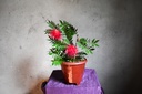 Calliandra Plant