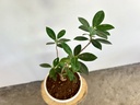 Chinese Banyan Plant