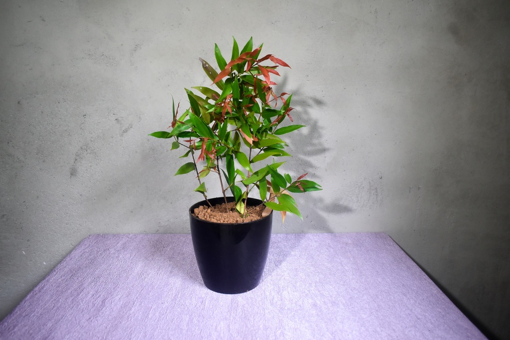 Cristina Ficus Plant