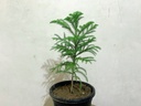 Christmas Tree Plant