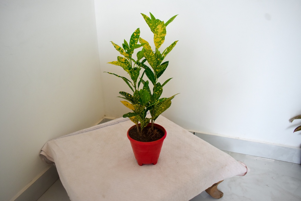 Croton Lemon Plant