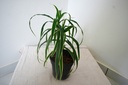 Dracaena Angustifolia Plant