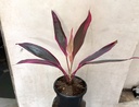 Dracaena Baby Doll Plant