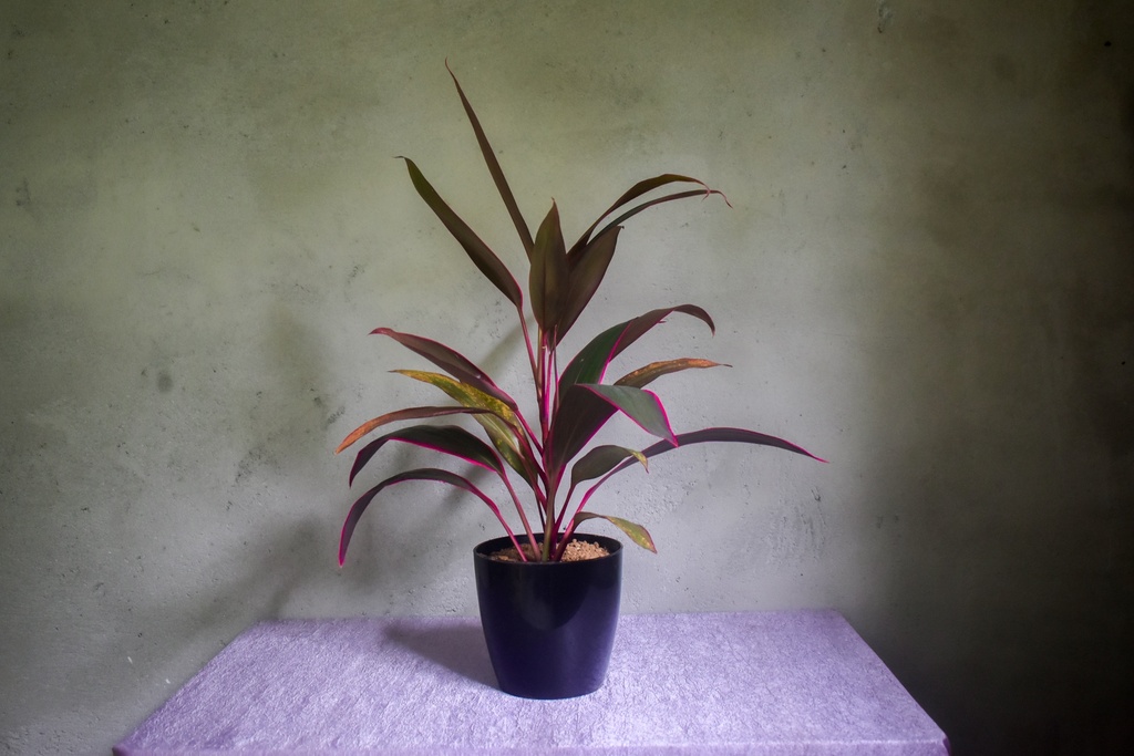Dracaena Mahatma Plant