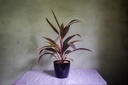 Dracaena Mahatma Plant