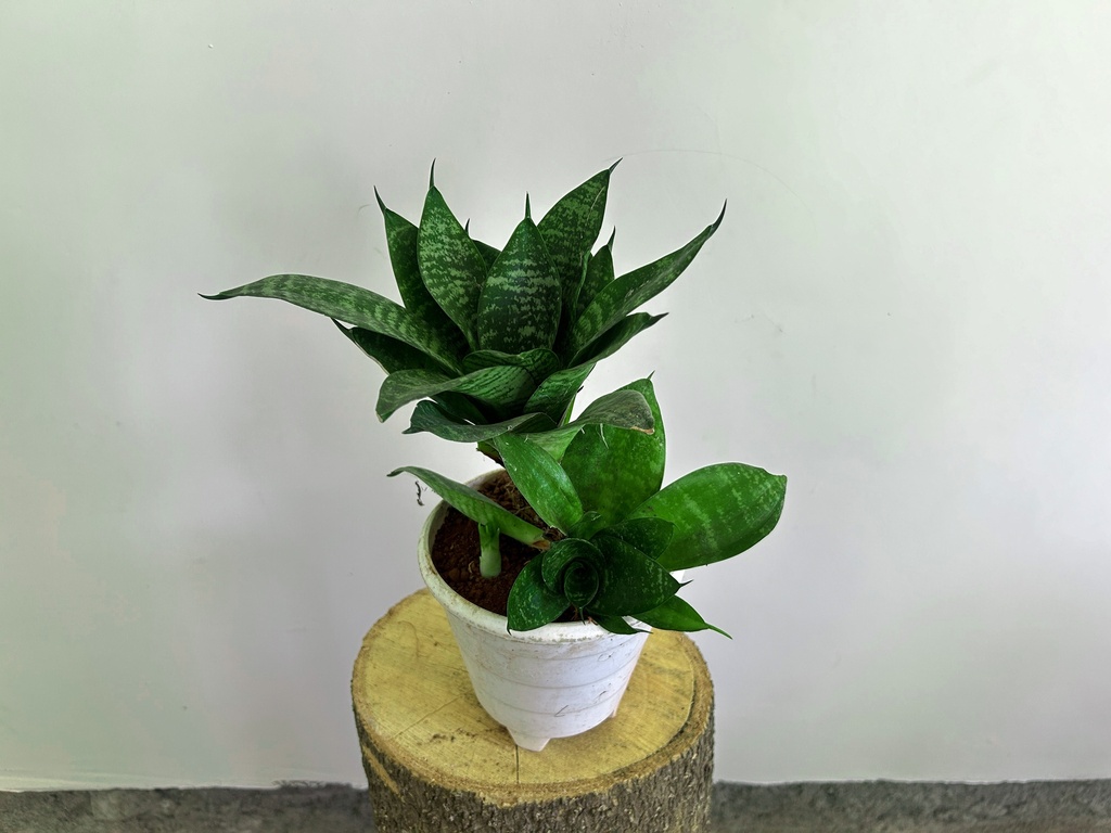 Dwarf Green Snake Plant