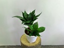 Dwarf Green Snake Plant
