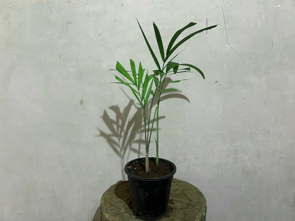 Foxtail Palm Plant