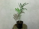 Foxtail Palm Plant