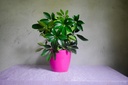 Schefflera Plant