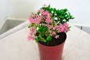 Ixora Mini Dwarf (Pink) Plant