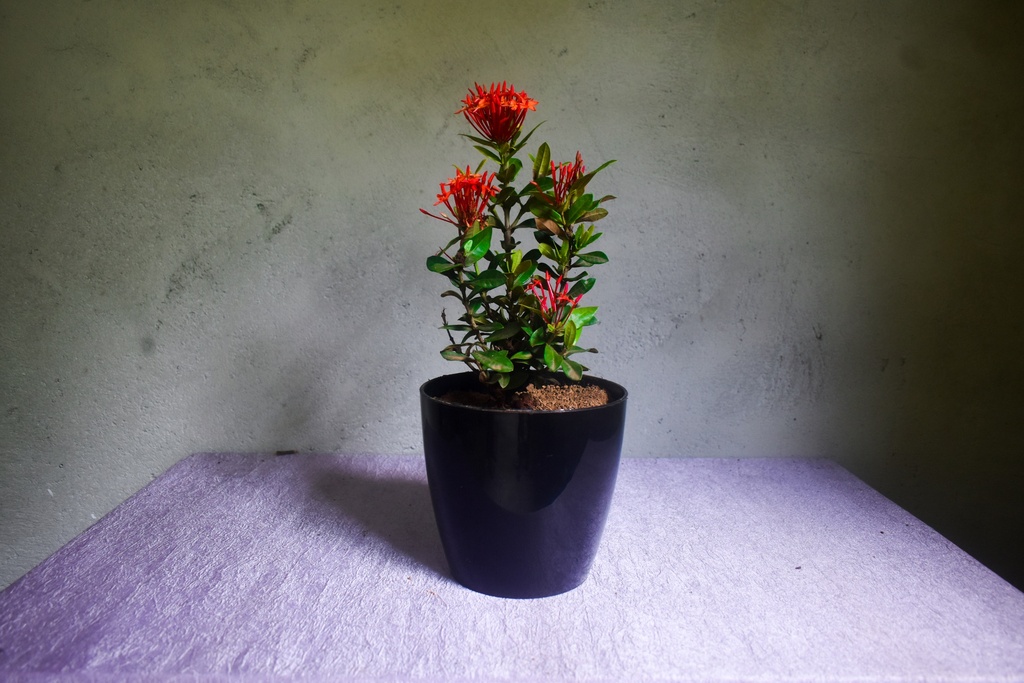 Ixora Mini Dwarf (Red) Plant