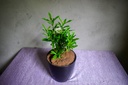 Ixora Mini Dwarf (White) Plant